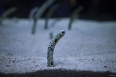 砂から伸びるチンアナゴ