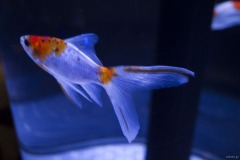 金魚