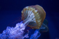 アカクラゲの傘