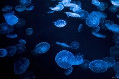 群れをなすミズクラゲ