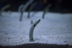 砂から伸びるチンアナゴ
