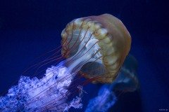 アカクラゲの傘