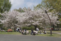 桜とベンチ