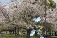 ネモフィラオブジェと桜