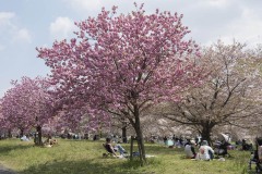 八重桜