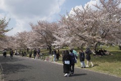 ソメイヨシノの並木