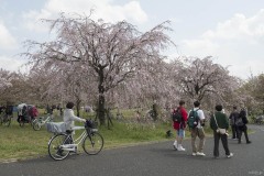 枝垂桜