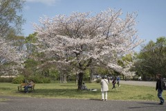 ソメイヨシノ