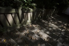 長禅寺 石段の木漏れ日