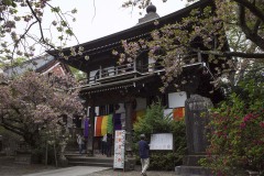三世堂 桜の咲く御開帳の日