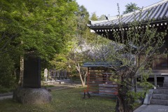 陽光に照らされる桜