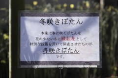 冬咲きぼたんの説明