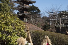 上野東照宮ぼたん苑 五重塔と藁ぼっち