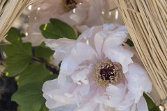 藁ぼっちの下の淡桃の牡丹