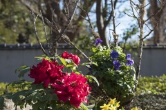 牡丹と水仙の寄せ植え