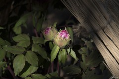 牡丹の蕾