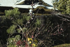 上野東照宮 社殿と生け花