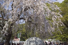 枝垂桜と石碑