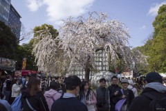 枝垂桜