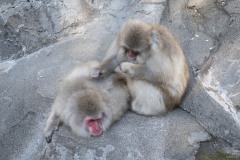 サル