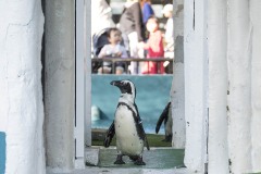 ペンギン