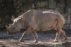 サイ