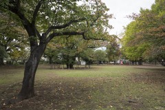 谷津公園 大木のある芝地