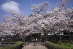 長屋門前の桜