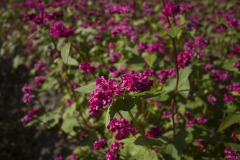 ソバの花