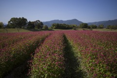 ソバの花畑