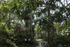 夢の島熱帯植物館 大温室