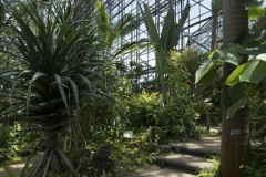夢の島熱帯植物館 大温室