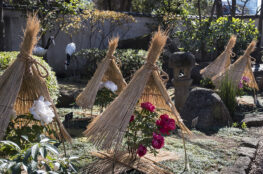 上野東照宮ぼたん苑