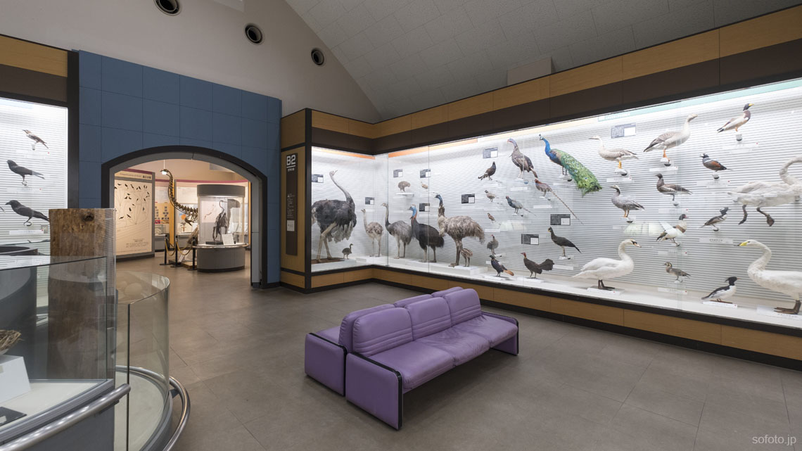 鳥の博物館