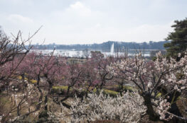 梅まつりの水戸散策