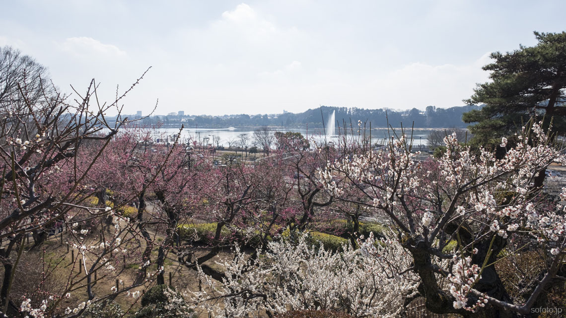 梅まつりの水戸散策