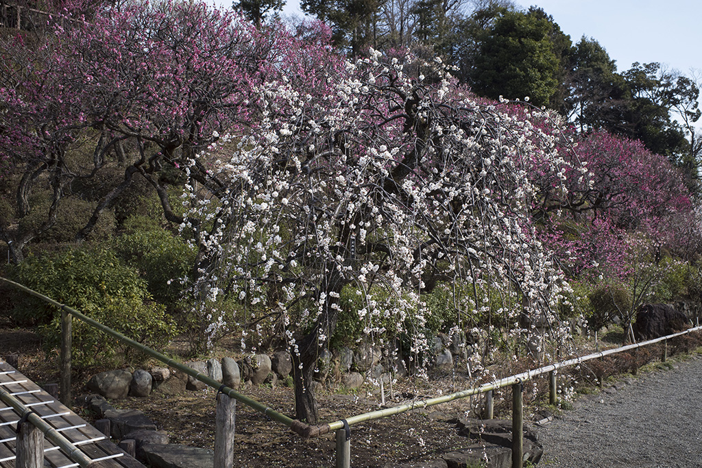 池上梅園