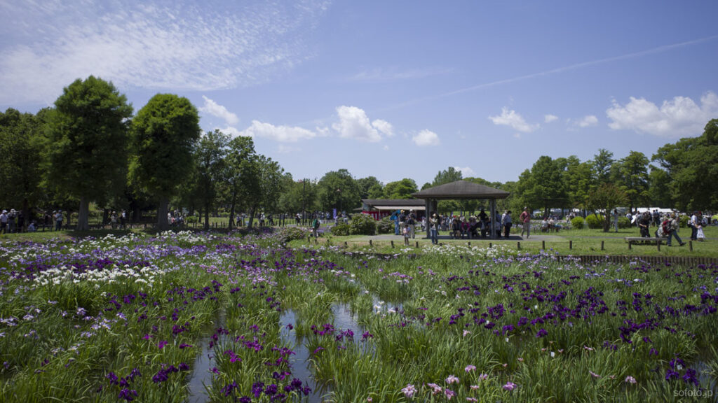 水元公園 菖蒲まつり