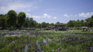 水元公園 菖蒲まつり