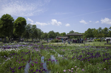 水元公園 菖蒲まつり