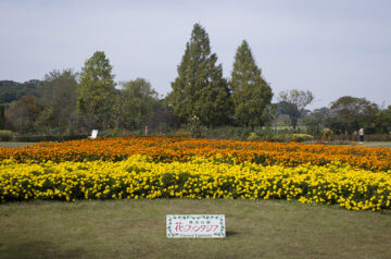 清水公園 花ファンタジア