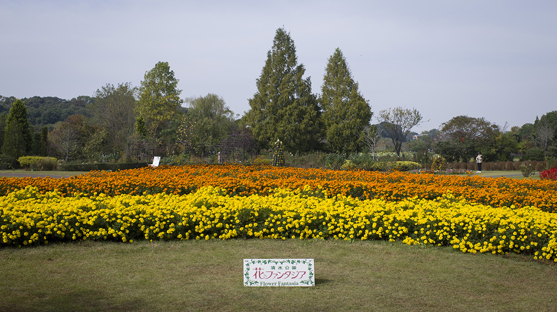 清水公園 花ファンタジア