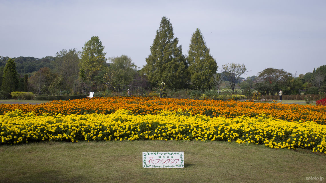 清水公園 花ファンタジア