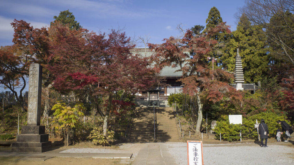 本土寺 あじさいと紅葉