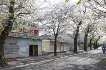 常盤平さくら通り