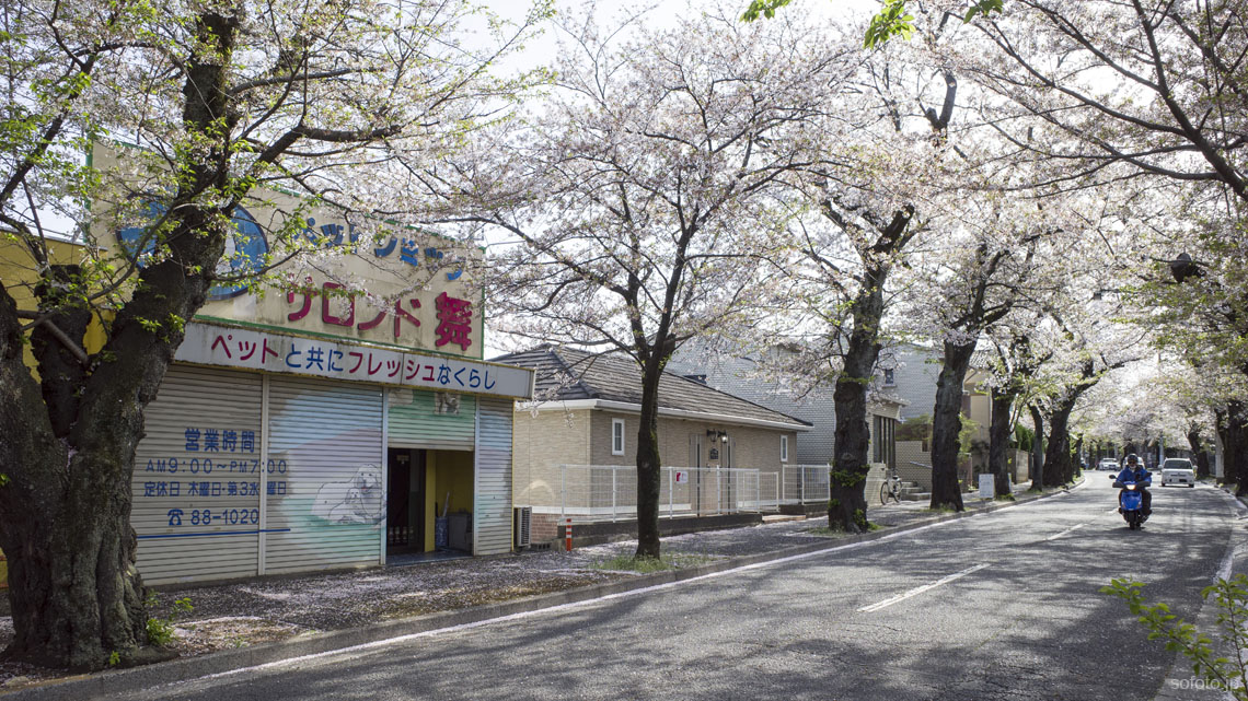 常盤平さくら通り