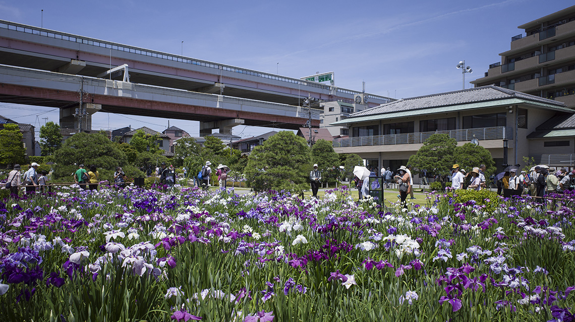 堀切菖蒲園と葛飾区郷土と天文の博物館