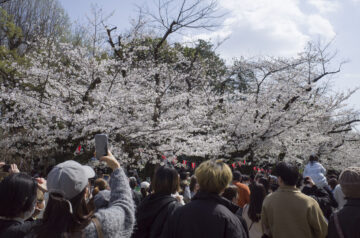 上野公園の桜
