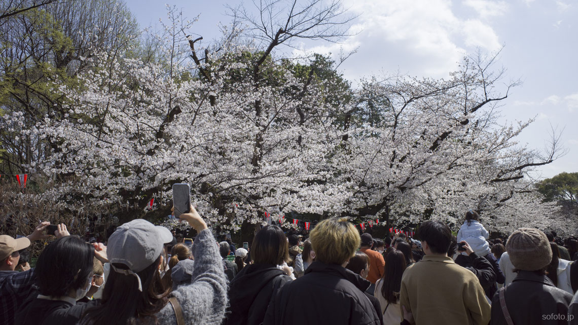 上野公園の桜